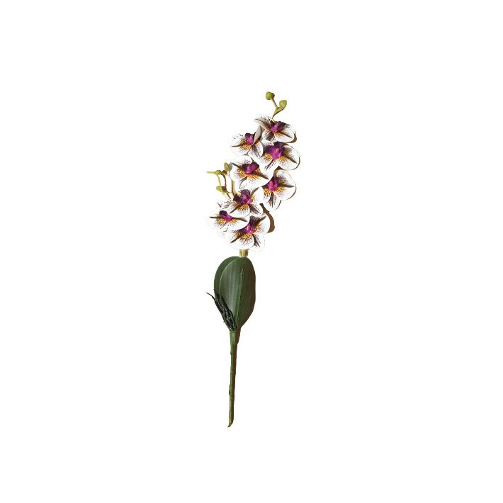 Aster szálas orchidea művirág tarka