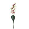 Dandelion orchidea művirág vanília