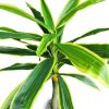 Dracaena Műnövény Műfa 195 cm Mű Sárkányfa