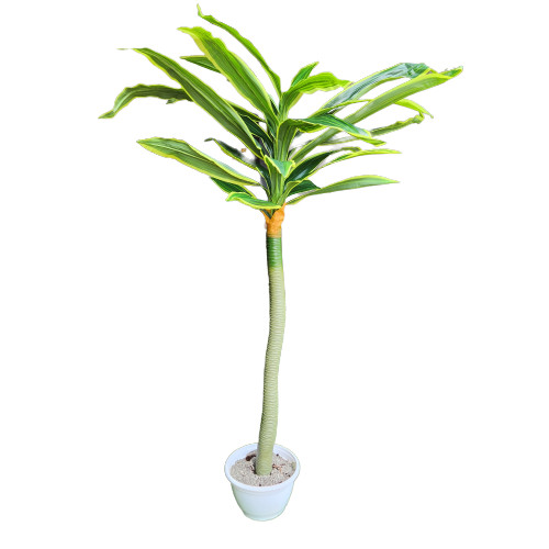  Dracaena Műnövény 150 cm Mű Sárkányfa