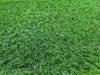 Linea műfű kertbe teraszra 4 m széles tekercs
